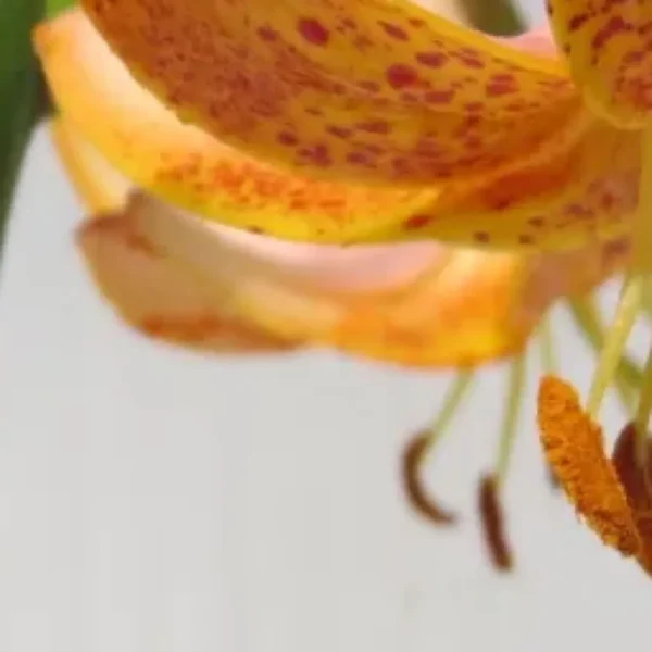 Close-up of orange spotted lily bloom