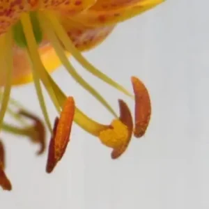 Curved lily filaments holding pollen-coated anthers