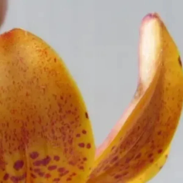 Close up of speckled yellow orchid petal