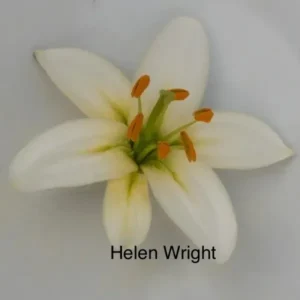 A white flower with green tips and yellow centers.