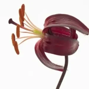 A close up of the flower with its petals open