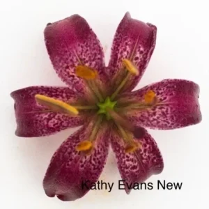 Purple speckled lily with yellow anthers