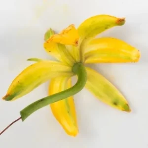 Close-up yellow flower underside with stem