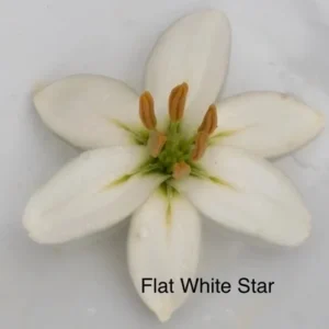 Flat white star flower with orange anthers