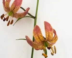 Two flowers are shown with water droplets on them.