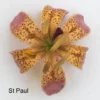 A close up of the flower of st paul