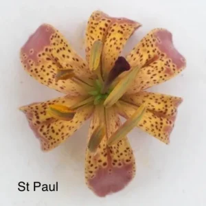 A close up of the flower of st paul