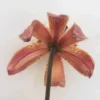 Underside of orange spotted lily flower