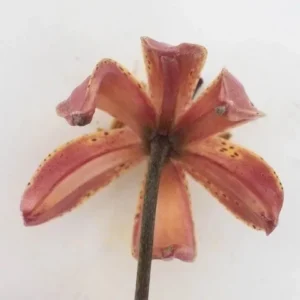 Underside of orange spotted lily flower