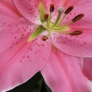 Top view of pink lily interior