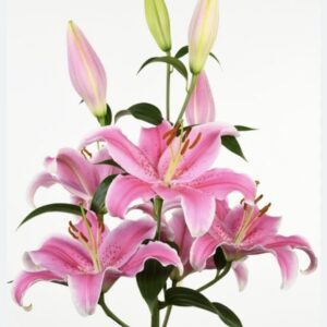 Cluster of pink stargazer lilies