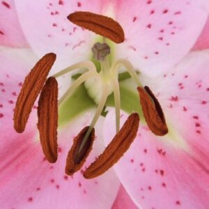 Close-up of pink lily stamens