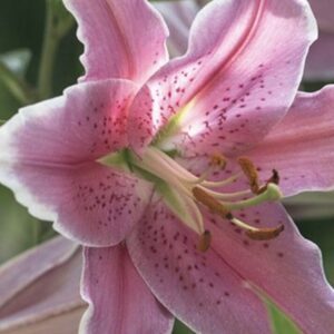 Angled pink lily with spotted petals