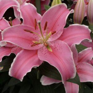 Close-up pink oriental lily with white edge