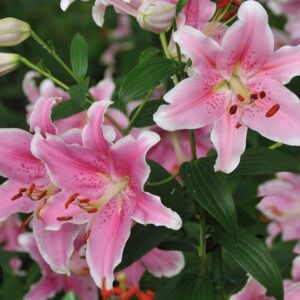 Cluster of pink lilies with green foliage
