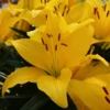 A close up of yellow flowers with red centers