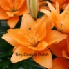 A close up of some orange flowers with text