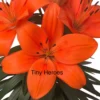 Close-up vibrant orange lily with green leaves