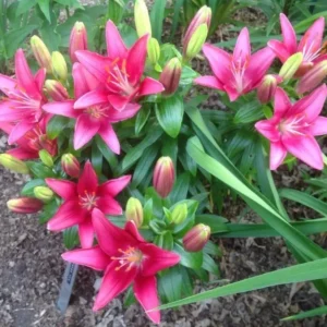 A close up of some pink flowers in the dirt
