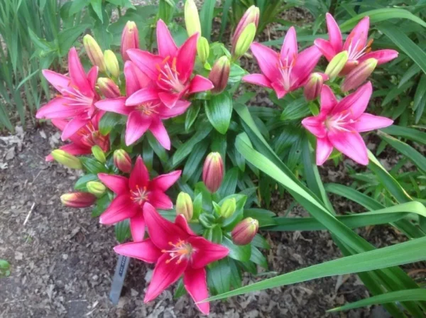 A close up of some pink flowers in the dirt