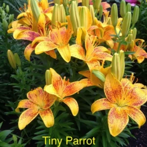 A close up of some yellow flowers with red markings