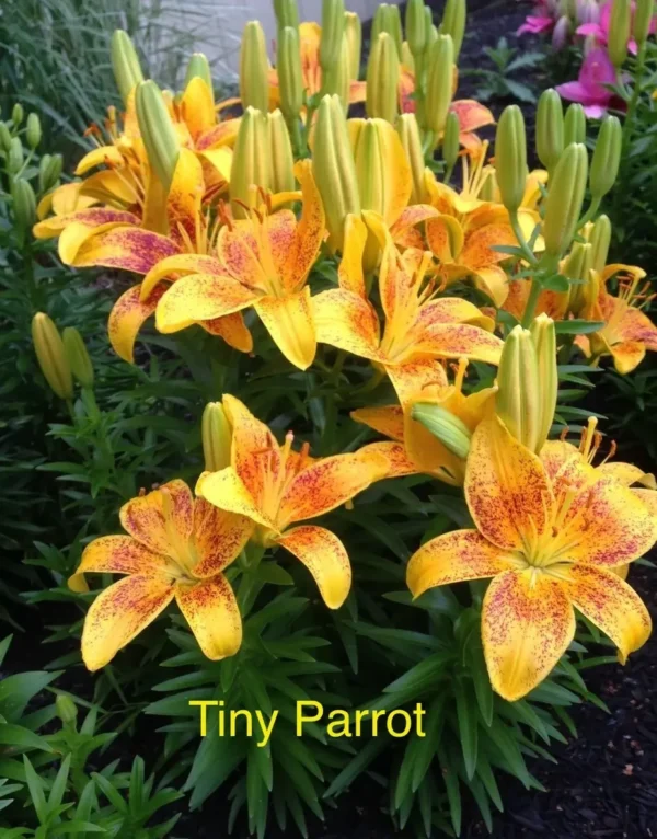 A close up of some yellow flowers with red markings