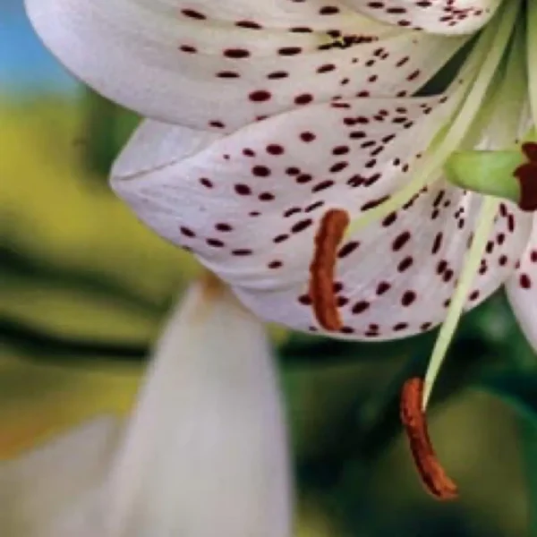 Speckled white lily with orange-brown stamens