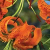 Curled orange tiger lily petals with spots