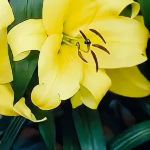 A close up of the yellow flowers in bloom.