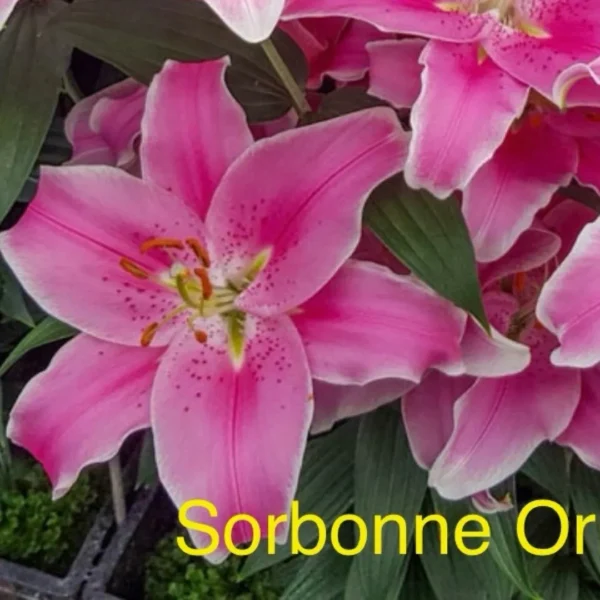 Vibrant pink lilies close-up with green leaves