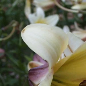 Close-up pale yellow flower petal with purple