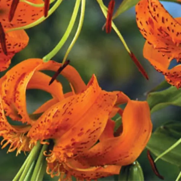 Curled orange tiger lily petals with spots