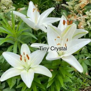 A group of white flowers sitting in the grass.