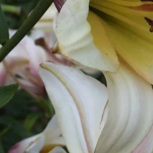 Close-up of white and yellow lily petals