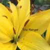 Close-up yellow lily with "Tiny Ranger" text