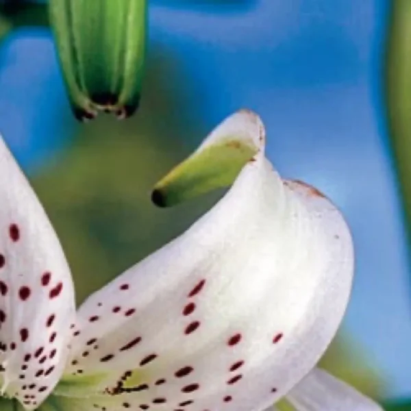 Close-up of speckled white lily blossom