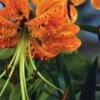 Vibrant orange tiger lily with spotted petals