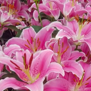 Pink stargazer lily cluster with orange stamens