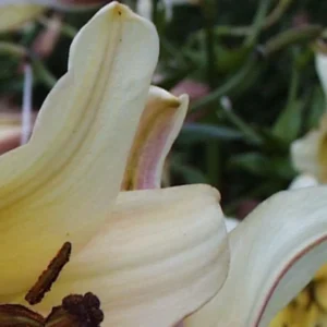 A close up of the banana peel on a plant