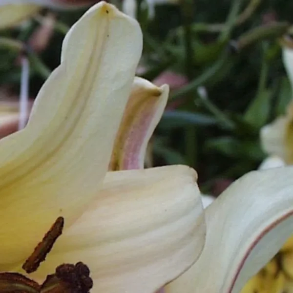 A close up of the banana peel on a plant