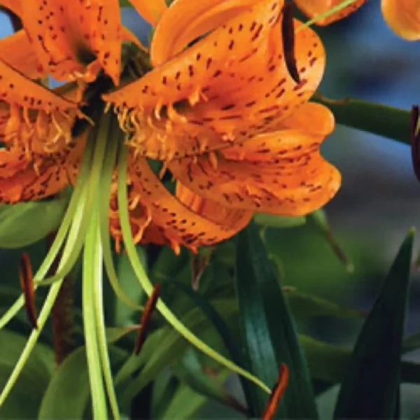 Vibrant orange tiger lily with spotted petals
