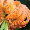 Close-up orange spotted tiger lily bloom