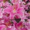 Pink stargazer lilies in full bloom