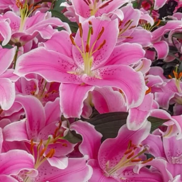 Pink stargazer lilies in full bloom