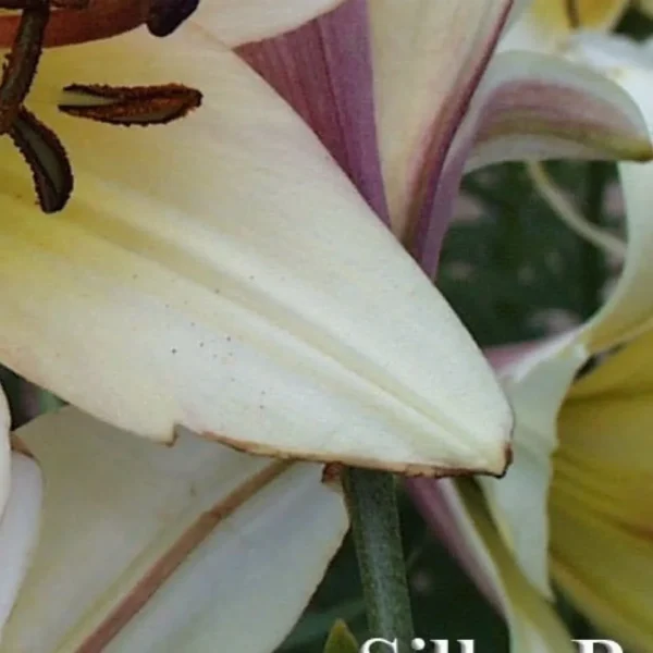 A close up of some white flowers with purple tips