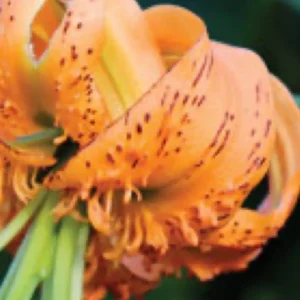 Macro of curled orange lily petal