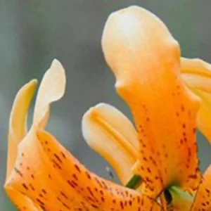 Curled orange lily petals with dark speckles
