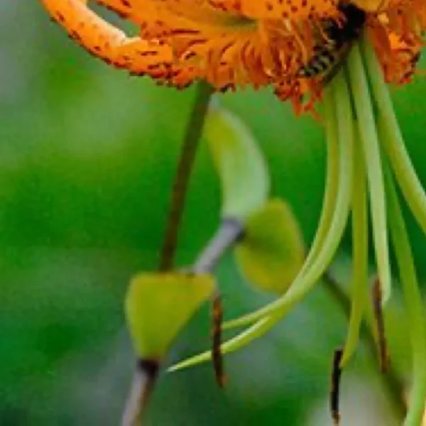 Close-up of orange spotted lily petals and stamens