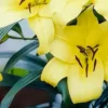Close-up of yellow lily blooms