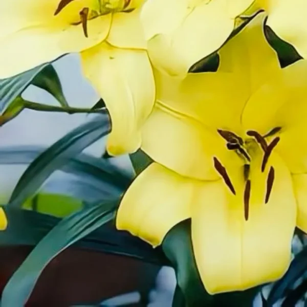 Close-up of yellow lily blooms